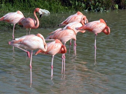 Cuba Flamingoer