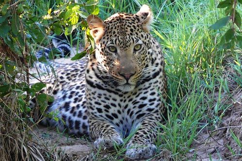 På en reise til Sør-Afrika er store sjanser for å se de ville dyrene