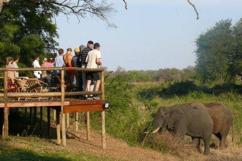 På din reise til Sør-Afrika er det sannsynlig at du møter ville elefanter