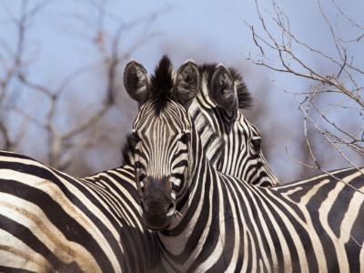 Mpala Safari Lodge