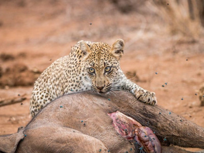 Mpala Safari Lodge